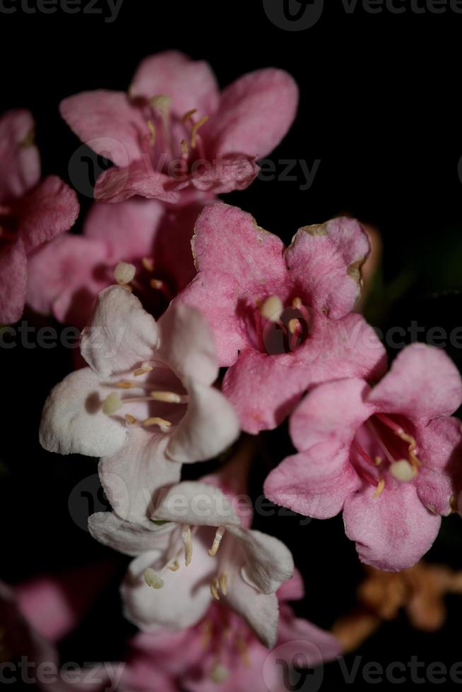 bloem bloesem close-up weigela florida familie caprifoliaceae foto