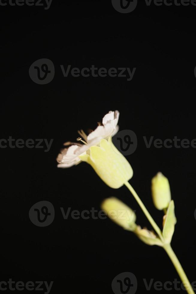 bloem bloesem close-up achtergrond botanisch hoge kwaliteit groot formaat foto