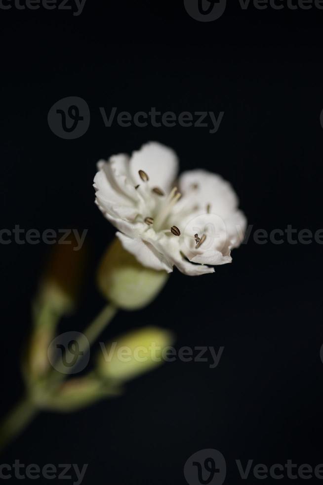 bloem bloesem close-up achtergrond botanisch hoge kwaliteit groot formaat foto