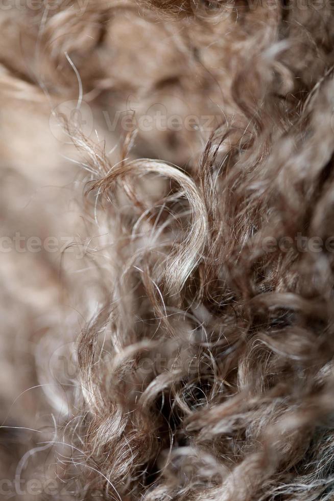 hond bruin krullend haren close-up lagotto romagnolo abstracte achtergrond foto