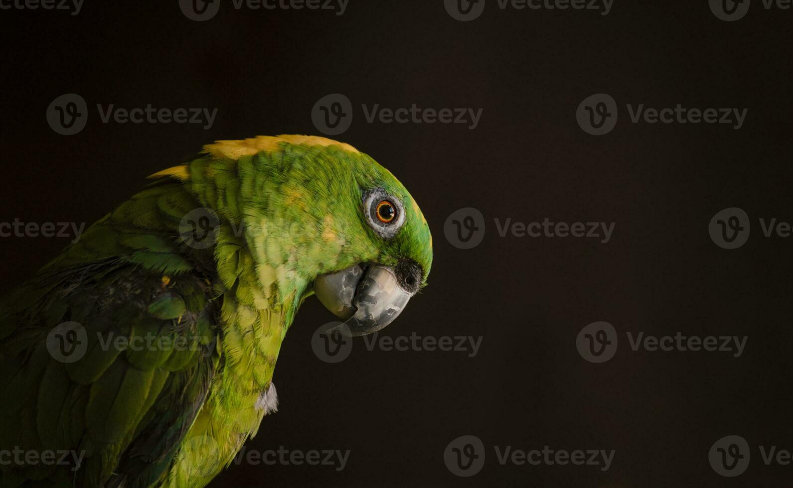 dichtbij omhoog van een groen gevederde papegaai, dichtbij omhoog van groen papegaai oog met kopiëren ruimte foto