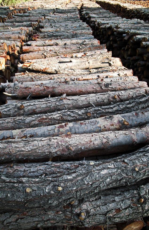 gekapt hout stam in de natuur foto