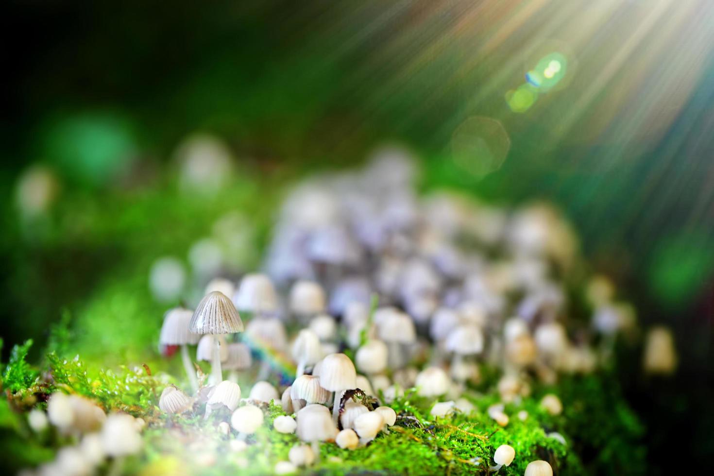 natuurlijke schimmel paddenstoel in de groene natuur foto