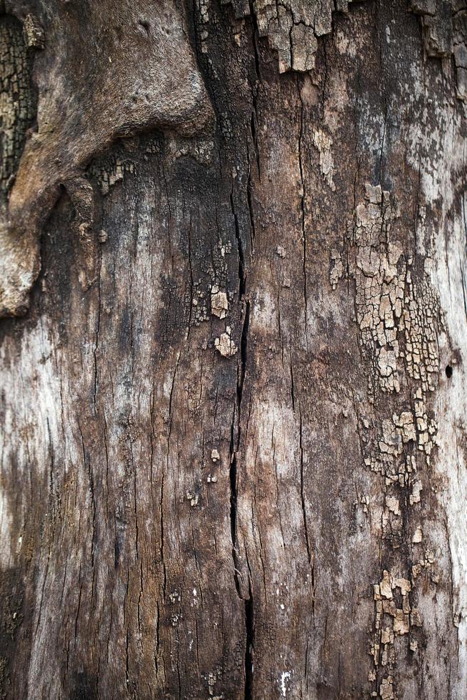 natuurlijke boom houten schors stam foto