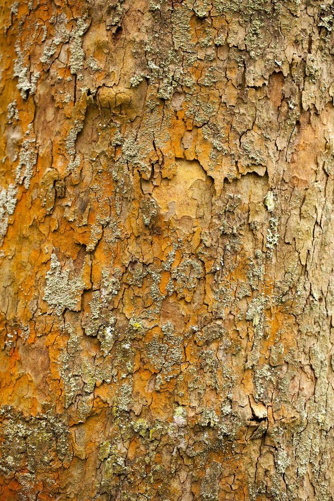 natuurlijke boom houten schors stam foto