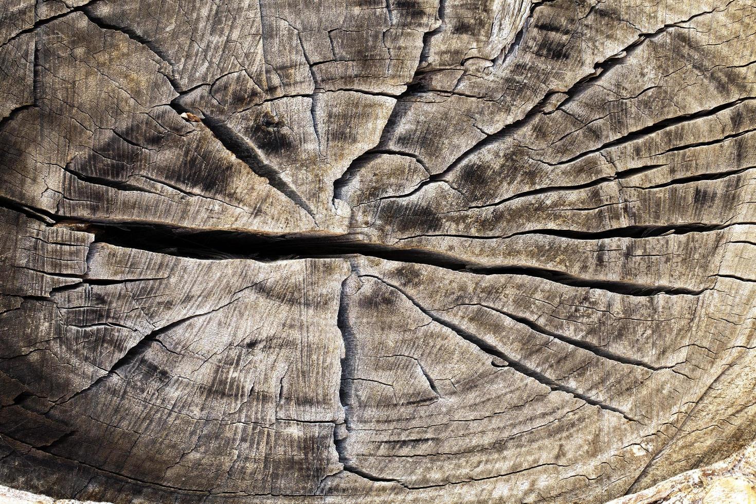 natuurlijke boom houten schors stam foto