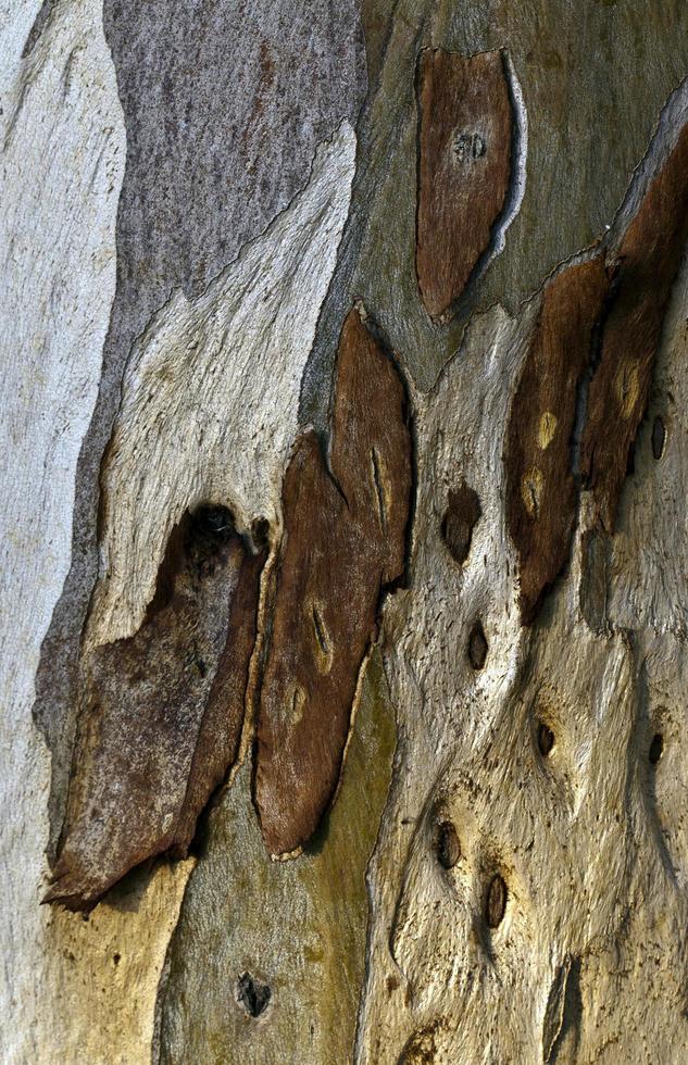 natuurlijke boom houten schors stam foto