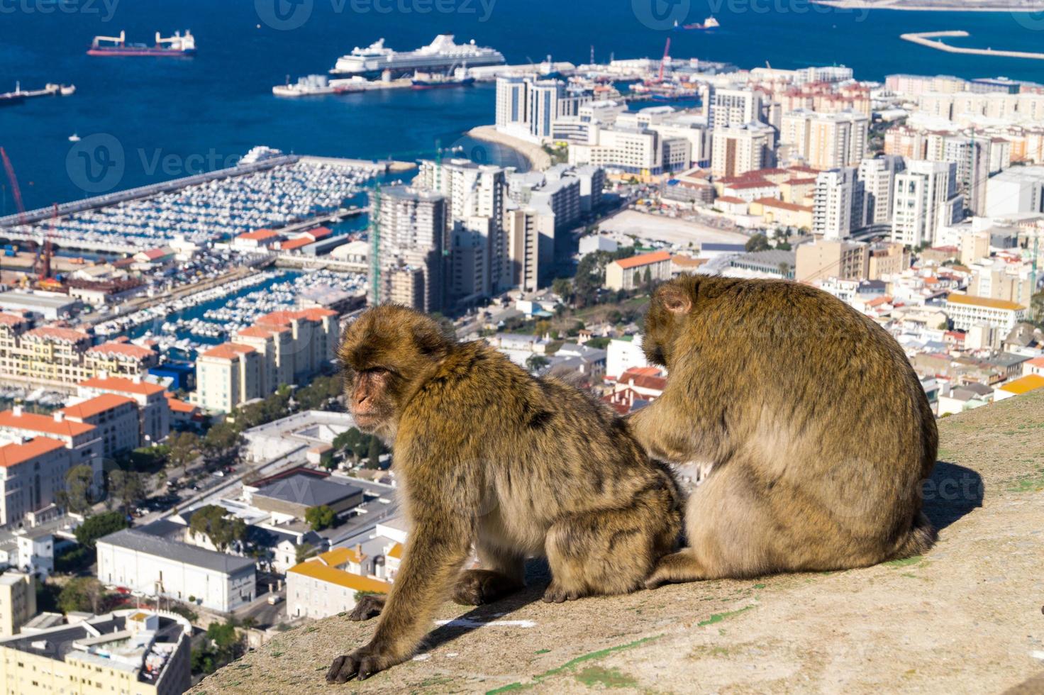 magot barbarijse apen sylvanus macaca aap in gibraltar foto