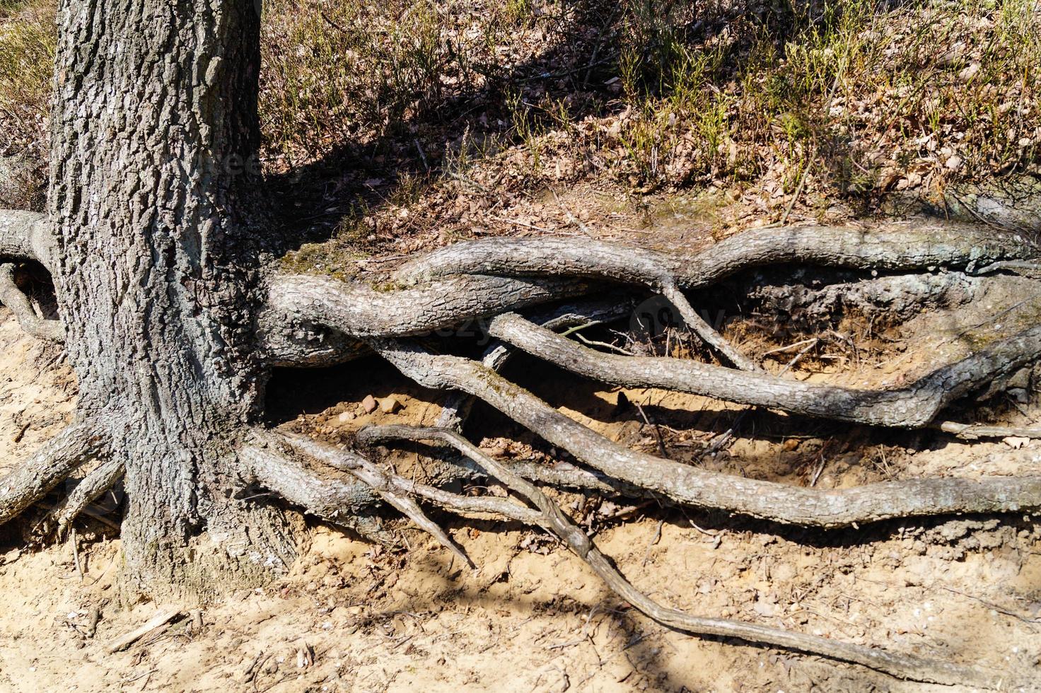 in het natuurreservaat fischbeker heide naast hamburg duitsland foto