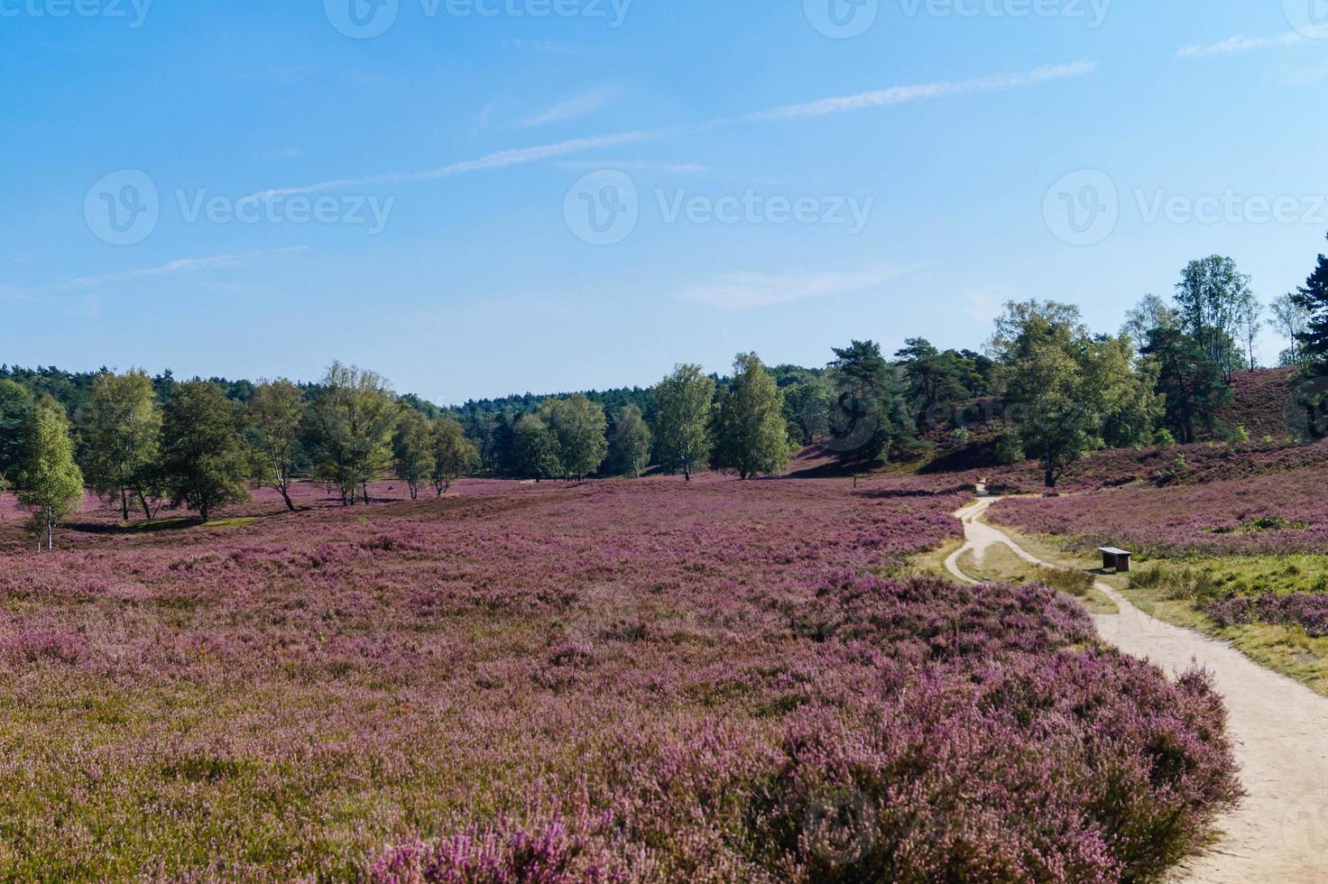 in het natuurreservaat fischbeker heide naast hamburg duitsland foto