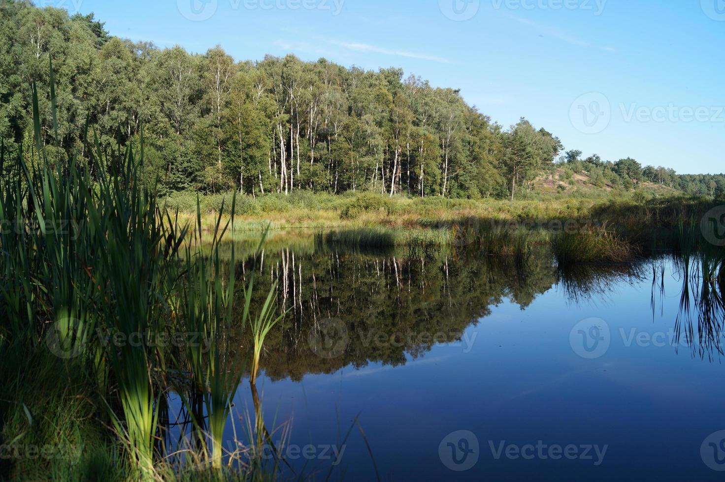 in het natuurreservaat fischbeker heide naast hamburg duitsland foto