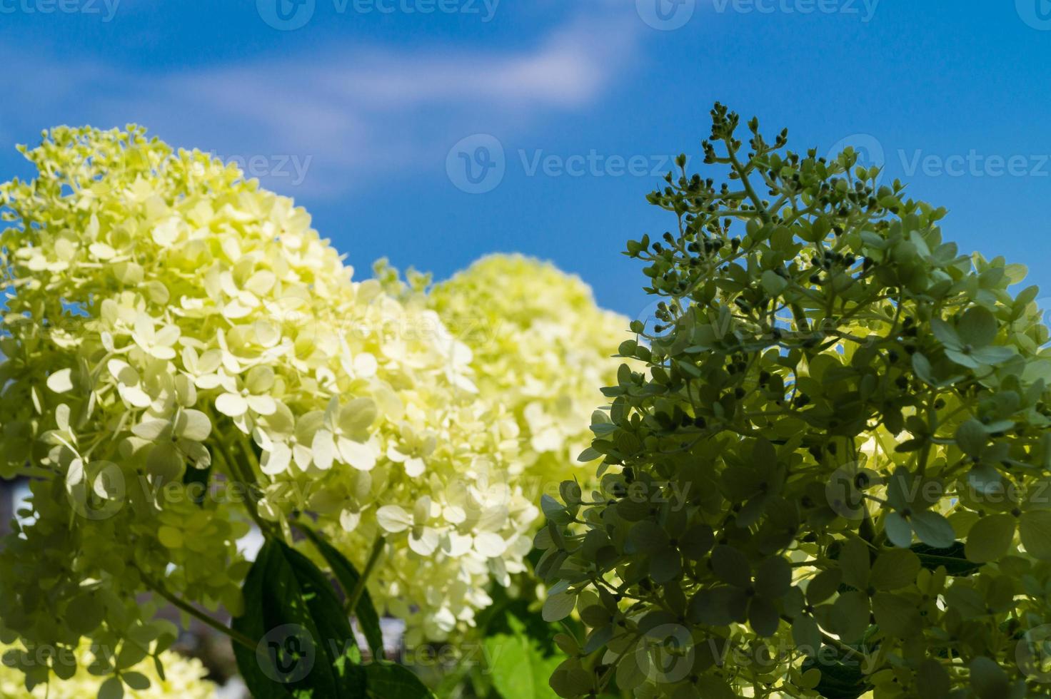 de romantische hortensia bloemhortensia foto