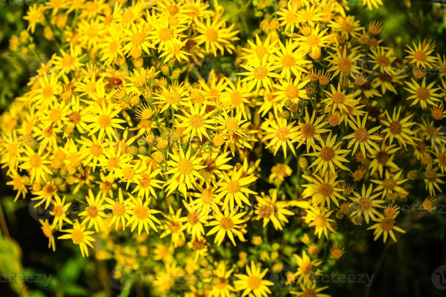 gele bloem senico jacobaea foto