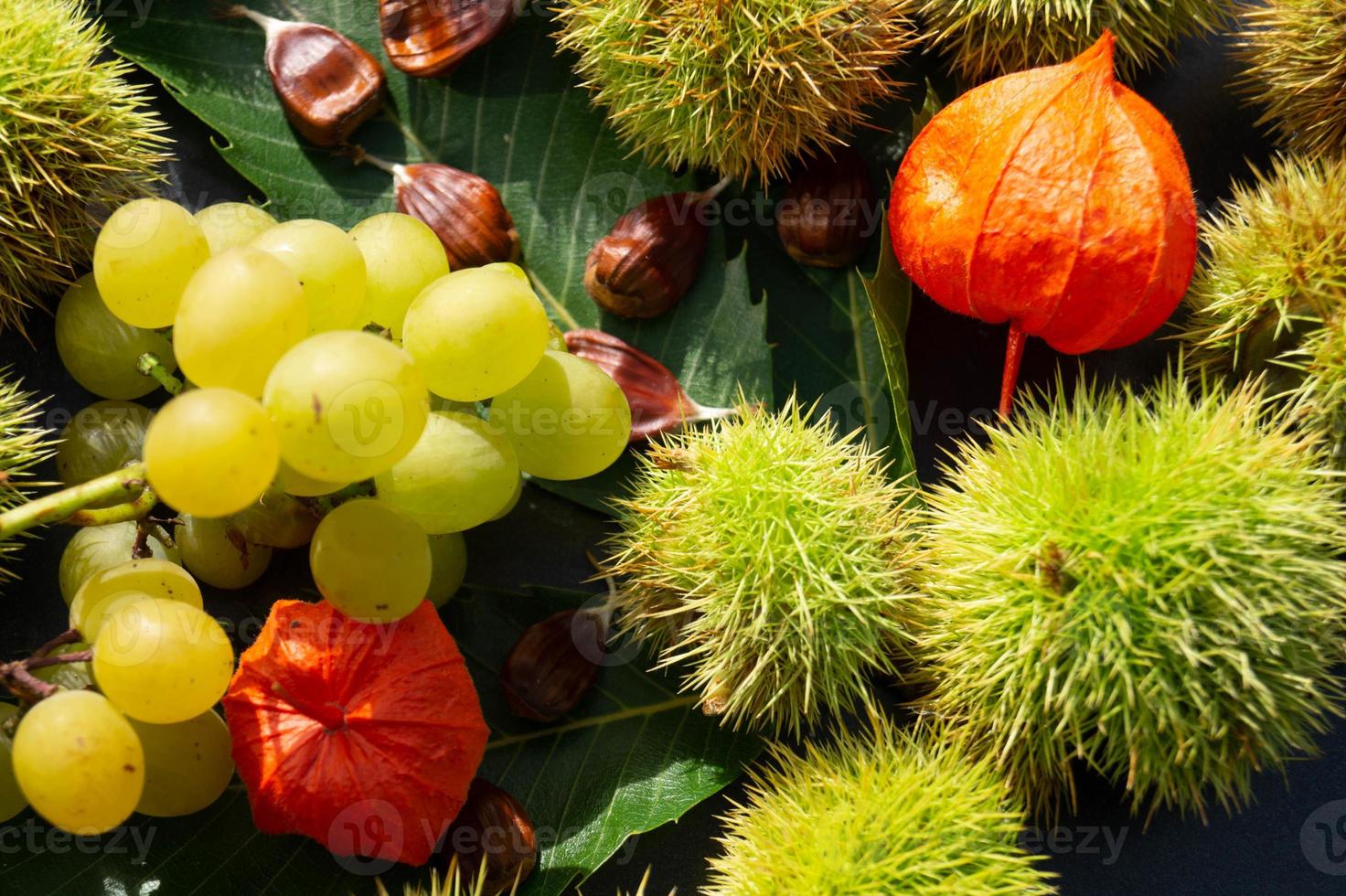 de vruchten van de stekelige kastanje zijn rijp in de herfst foto