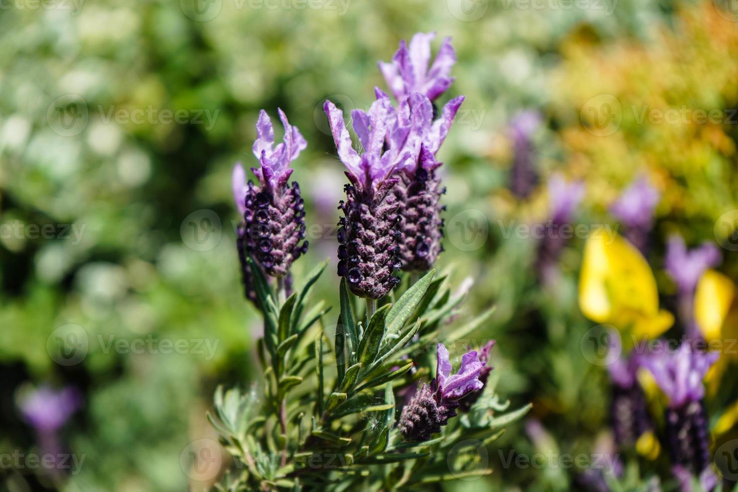 alternatieve geneeswijzen met verse lavendel foto