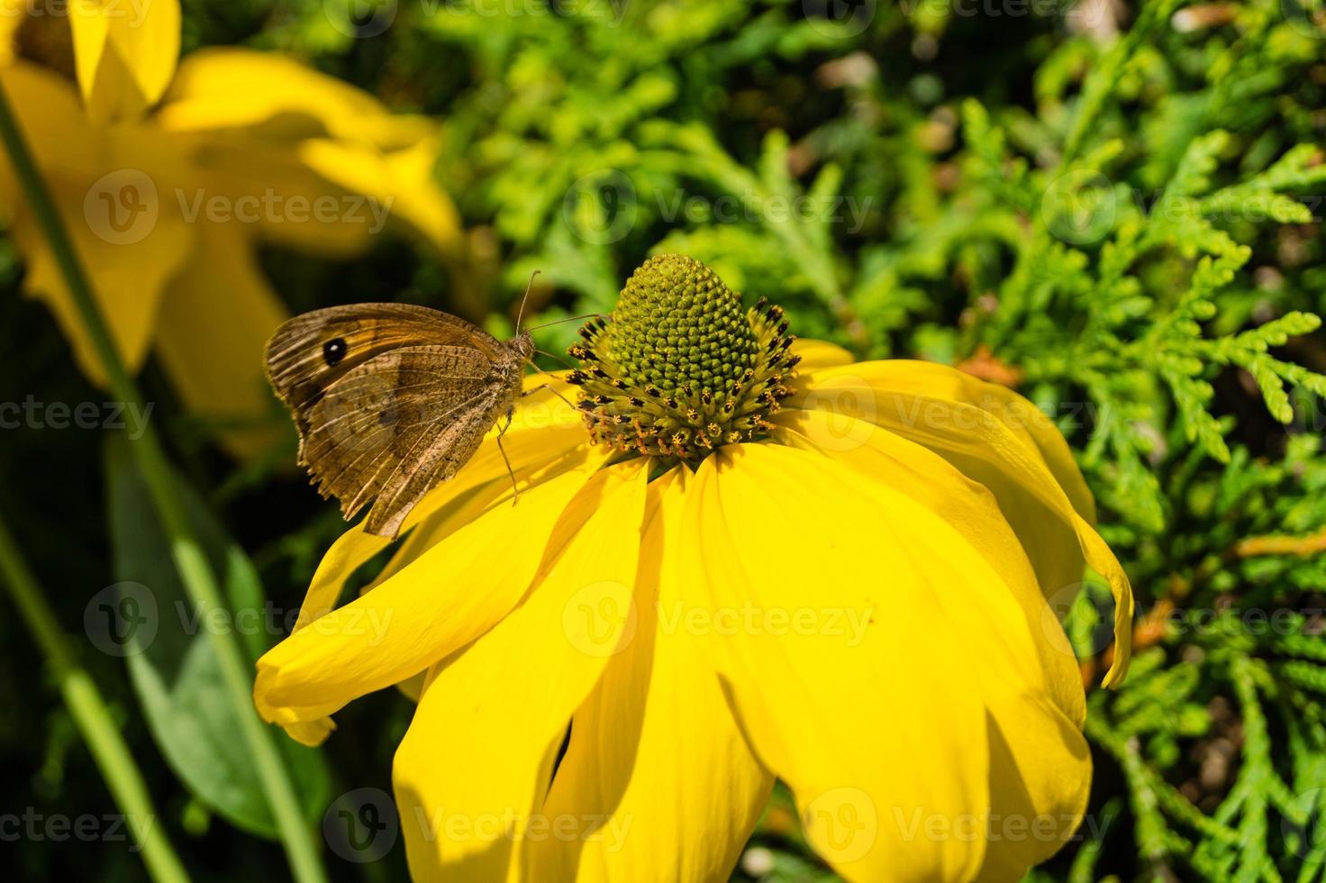 vlinder maniola jurtina op een gele plant foto