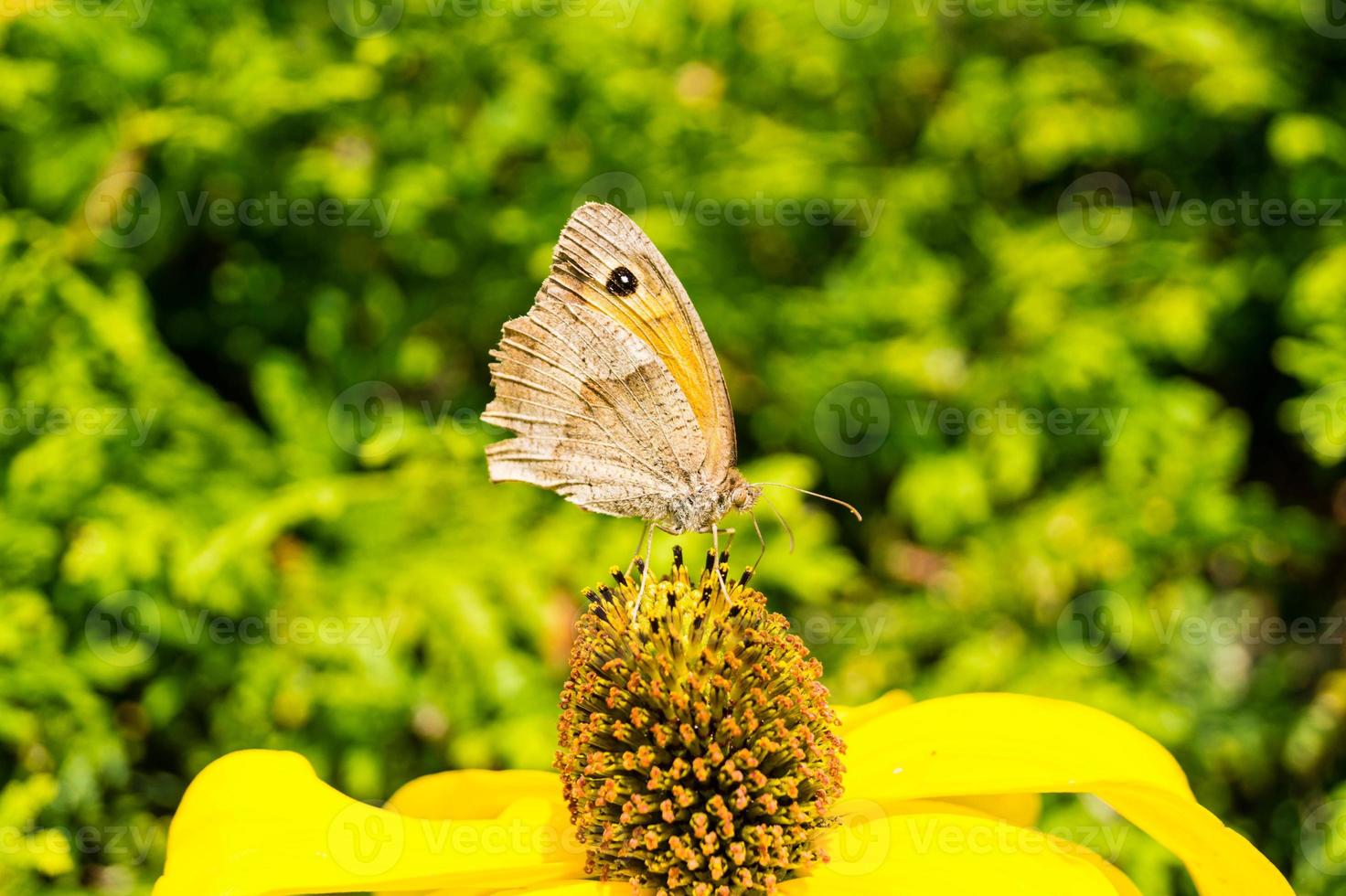 vlinder maniola jurtina op een gele plant foto