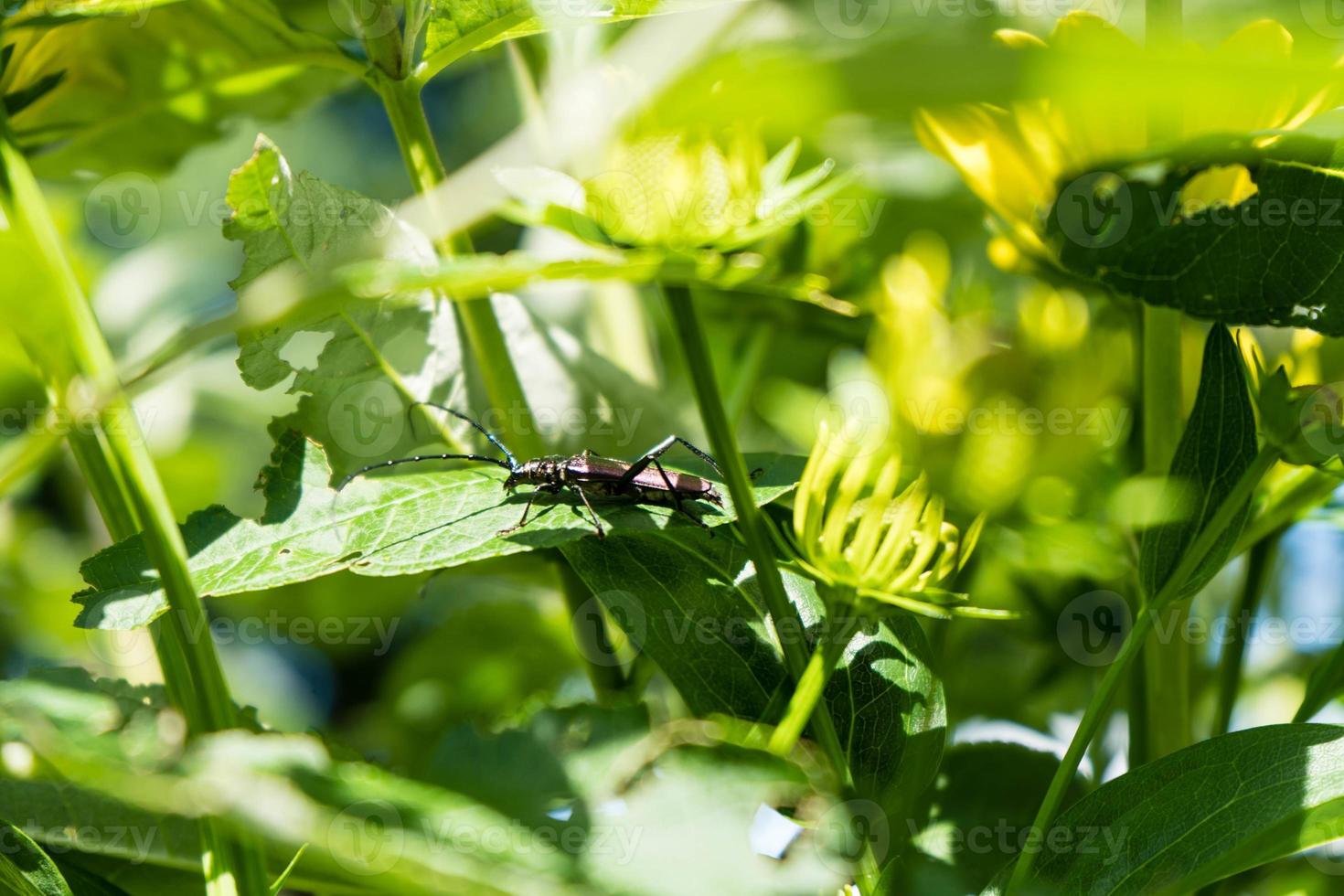 moschusbock aromia moschata een boktor in de tuin foto