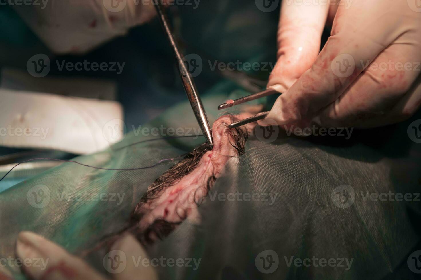 een team van chirurgen en dierenartsen die castratie- of sterilisatieoperaties uitvoeren op een kat in een dierenziekenhuis. foto