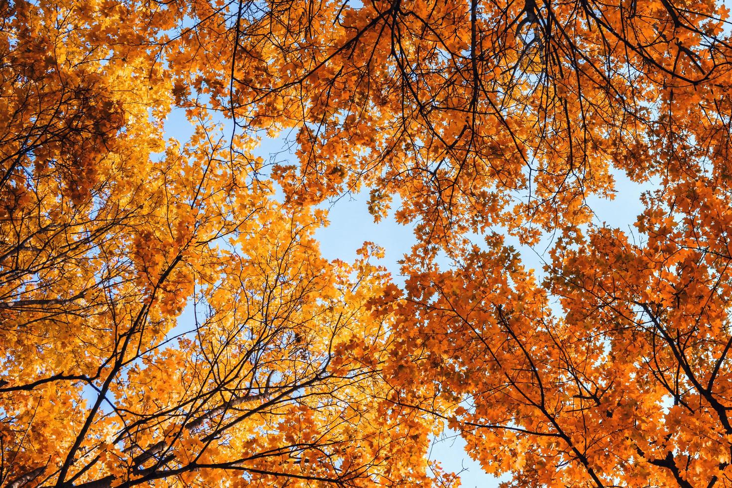 herfstbladeren op blauwe hemelachtergrond foto