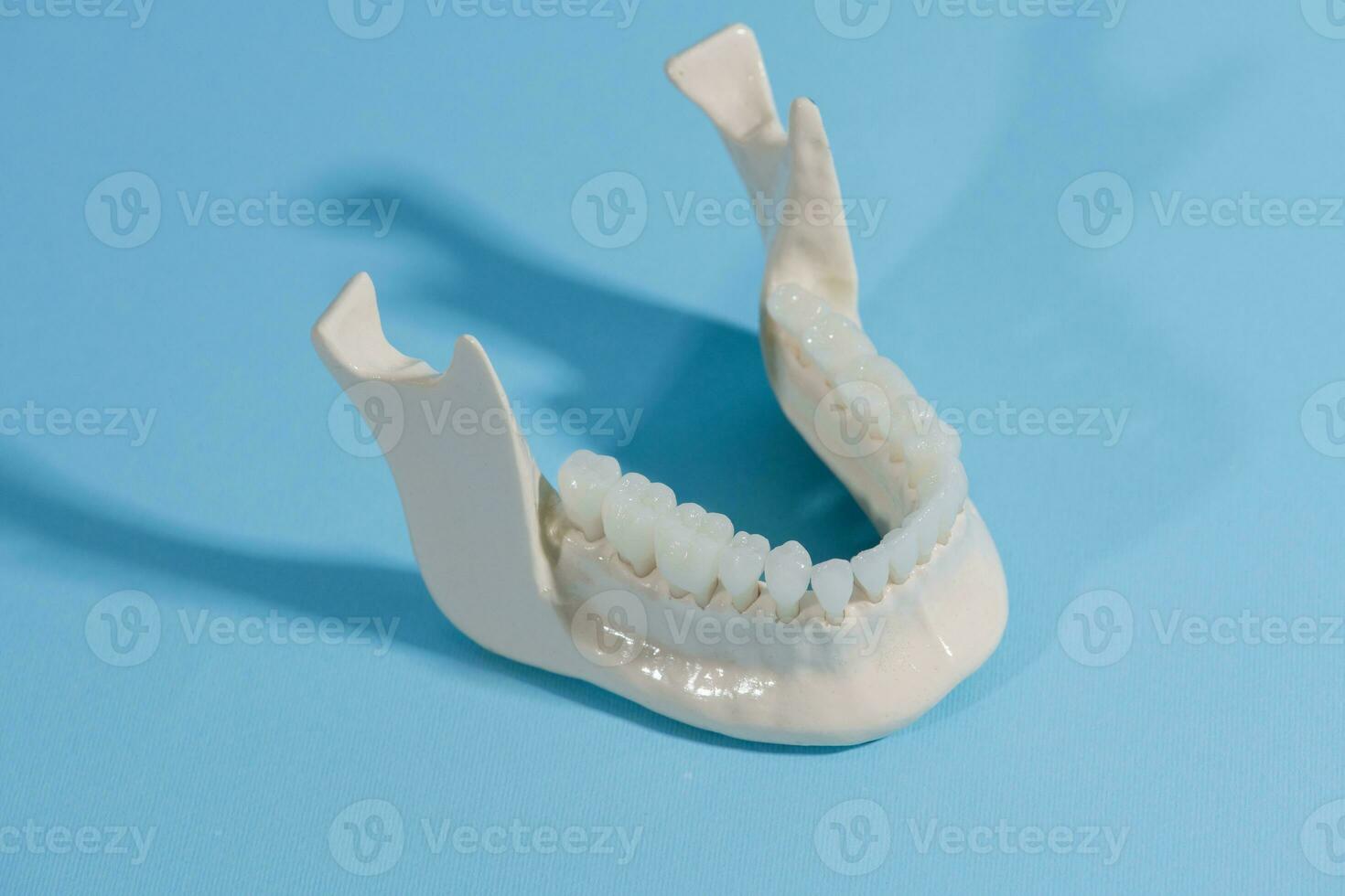 lager menselijk kaak met tanden anatomie model- geïsoleerd Aan blauw achtergrond. gezond tanden, tandheelkundig zorg en orthodontisch medisch concept. foto