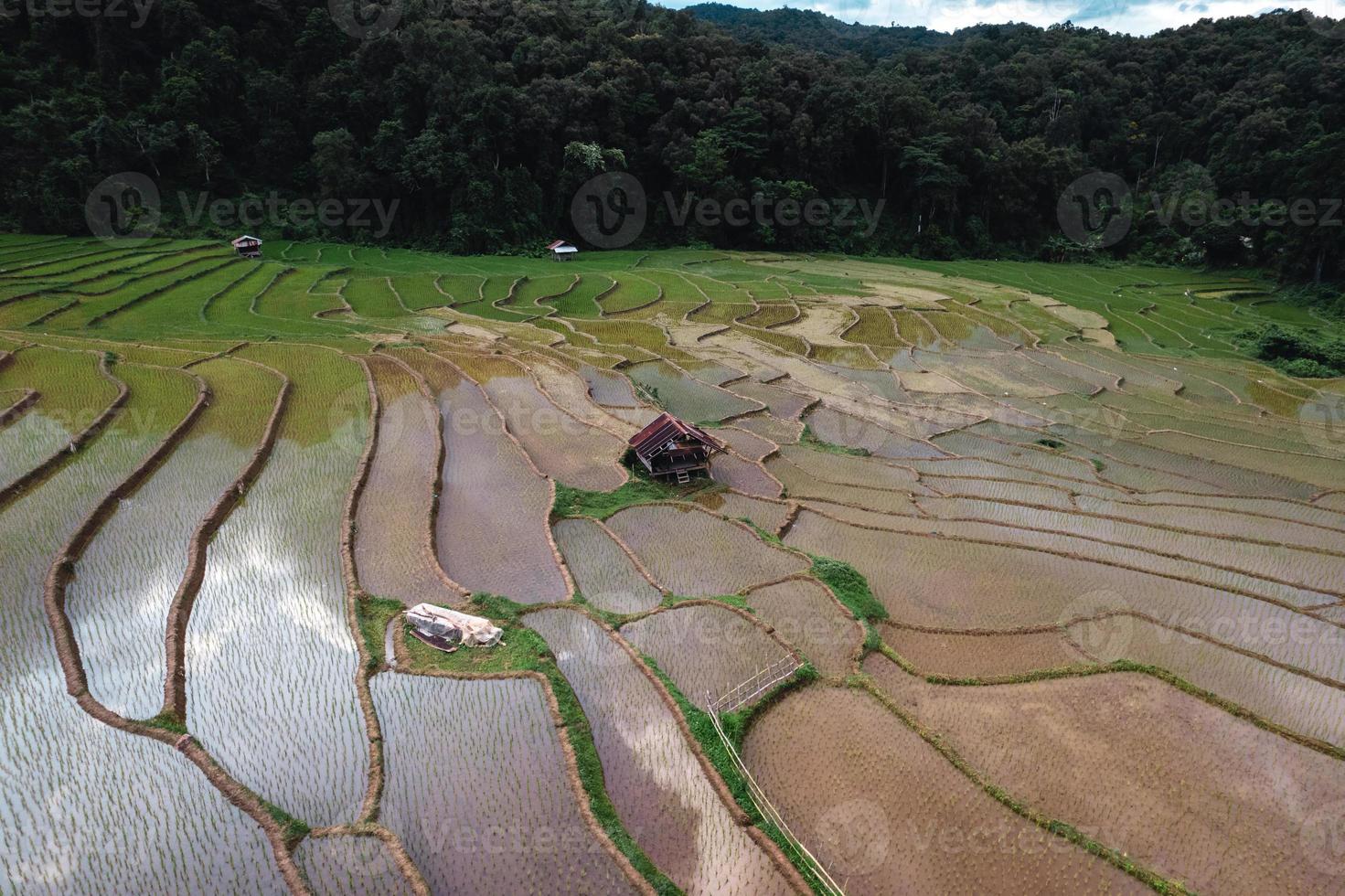 rijstvelden voor het planten van bovenaf foto
