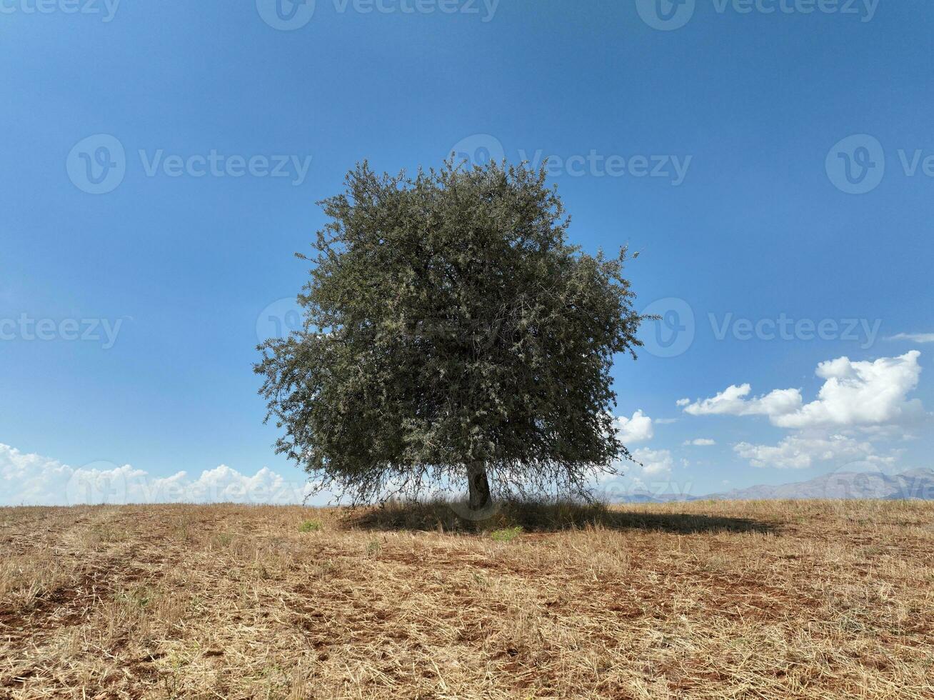 boerderij velden achtergrond structuur 4 k antenne visie 4k kalkoen Antalya foto