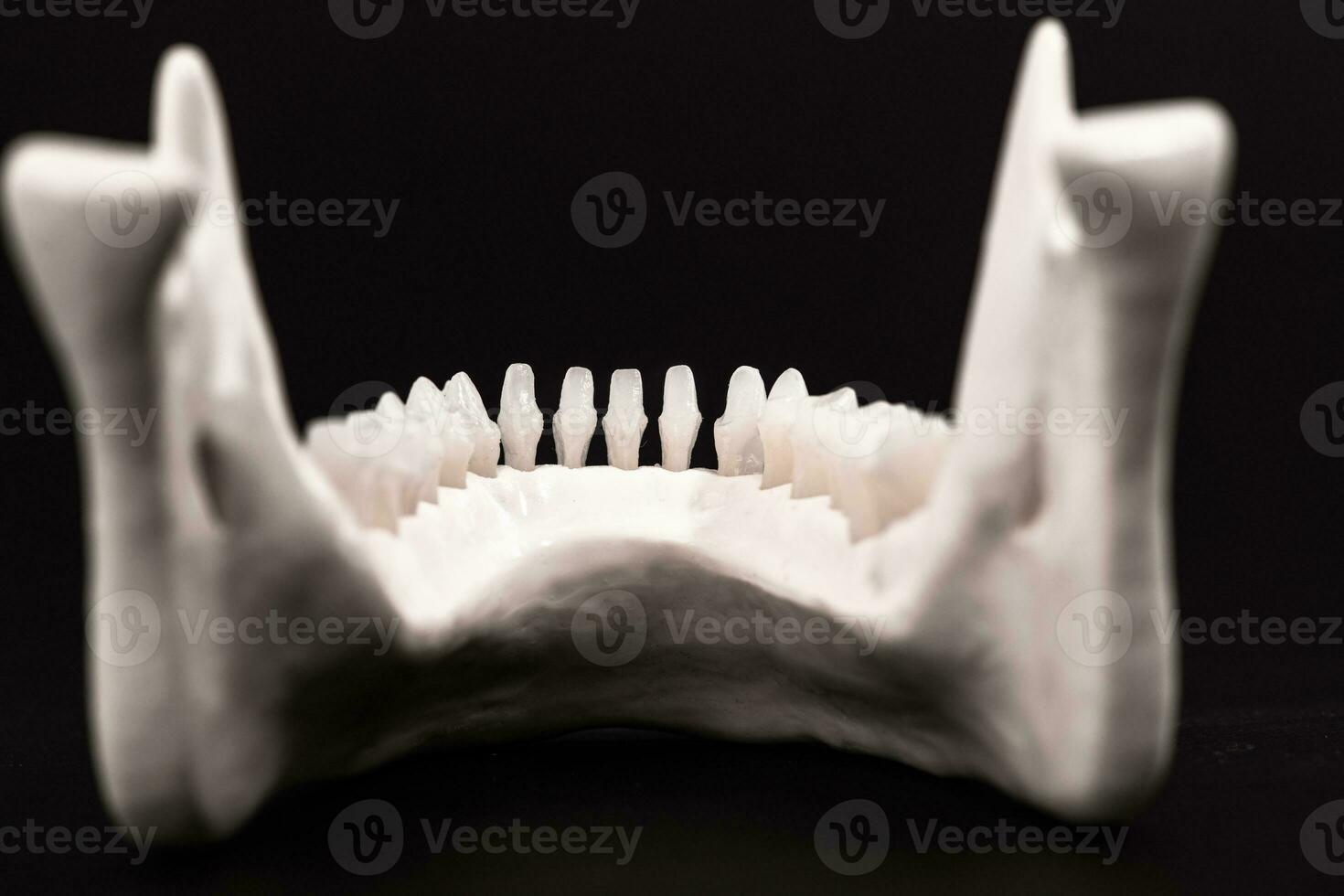 lager menselijk kaak met tanden anatomie model- geïsoleerd Aan zwart achtergrond. gezond tanden, tandheelkundig zorg en orthodontisch medisch gezondheidszorg concept. foto