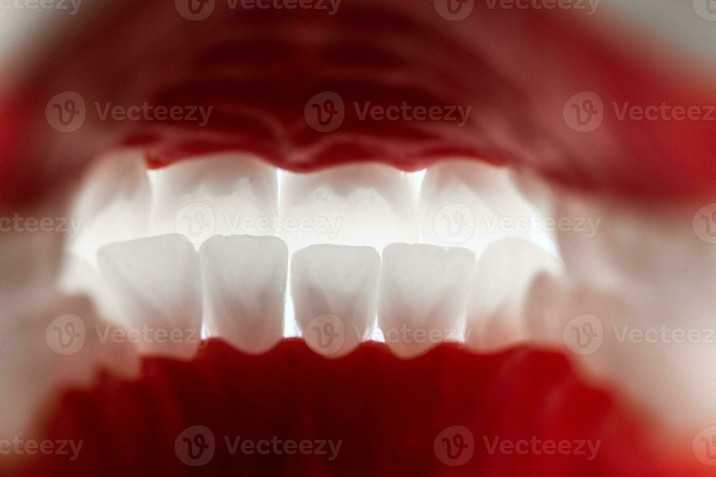menselijk kaak met tanden en tandvlees anatomie model- geïsoleerd Aan blauw achtergrond. visie van binnen. gezond tanden, tandheelkundig zorg en orthodontisch medisch gezondheidszorg concept. foto