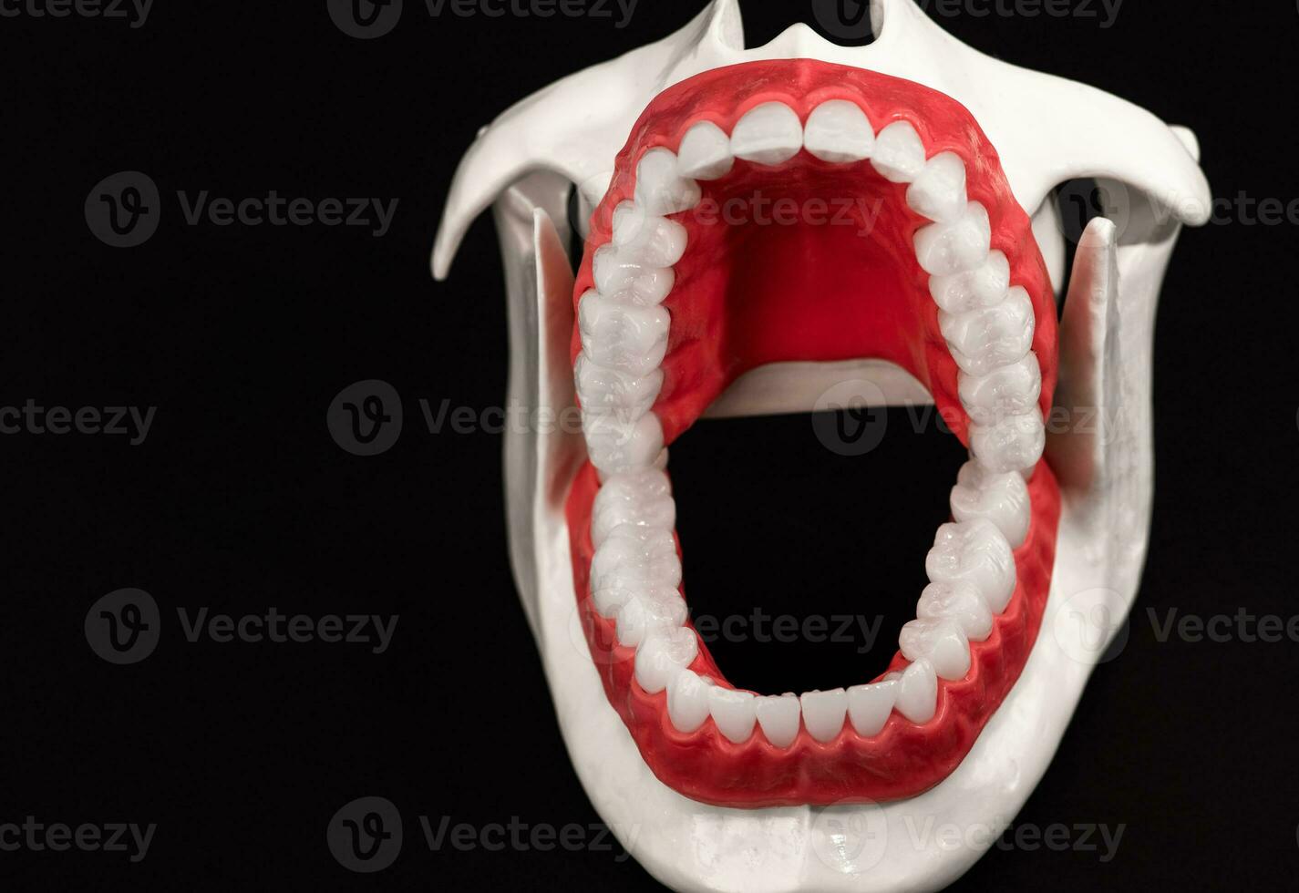 menselijk kaak met tanden en tandvlees anatomie model- geïsoleerd Aan zwart achtergrond. geopend kaak positie. gezond tanden, tandheelkundig zorg, en orthodontisch medisch gezondheidszorg concept. foto