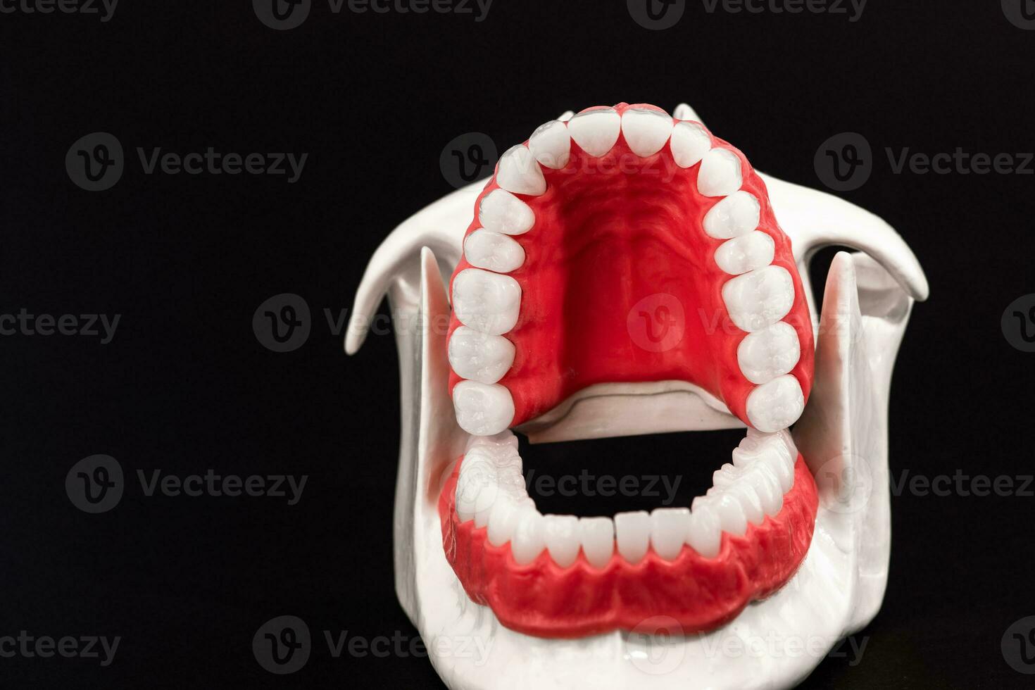 menselijk kaak met tanden en tandvlees anatomie model- geïsoleerd Aan zwart achtergrond. geopend kaak positie. gezond tanden, tandheelkundig zorg, en orthodontisch medisch gezondheidszorg concept. foto