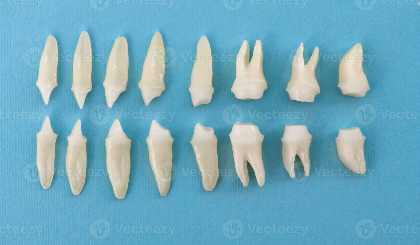prothetisch tandheelkunde wit tanden Aan zwart achtergrond mondeling tandheelkundig hygiëne tandheelkundig Gezondheid concept mondeling zorg tanden restauratie top visie. foto