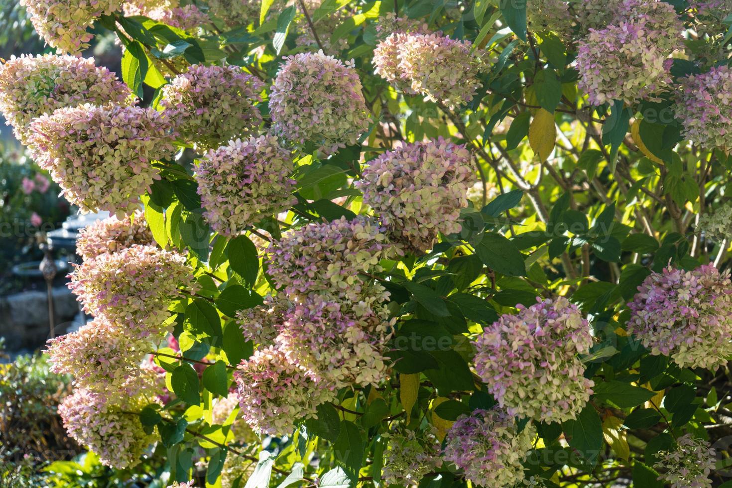 de romantische hortensia bloemhortensia foto