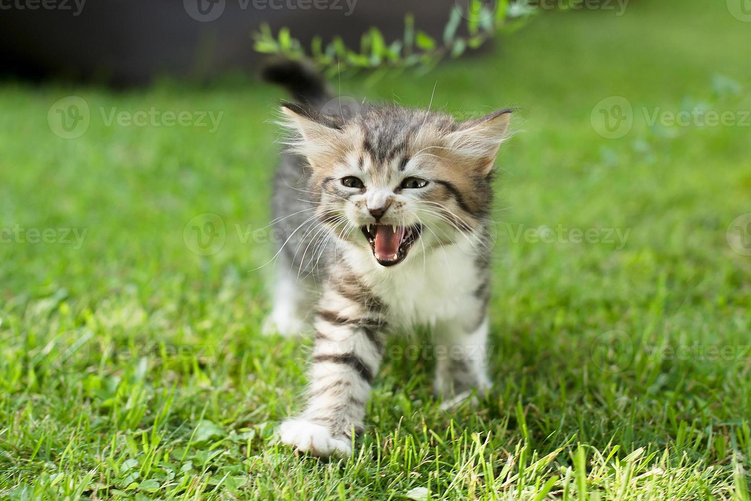 schattig katje op het gras, in de zomer foto