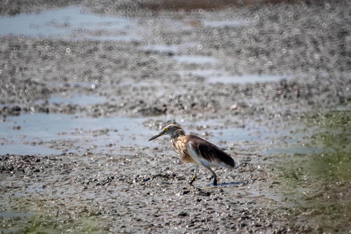 de chinese vijverreiger vogel bruin op zoek naar voedsel op de wetlands foto