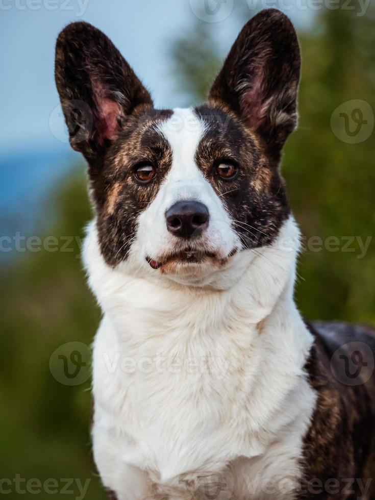 bruine corgi-hond toont standaard houding en portret b huisdiertraining foto
