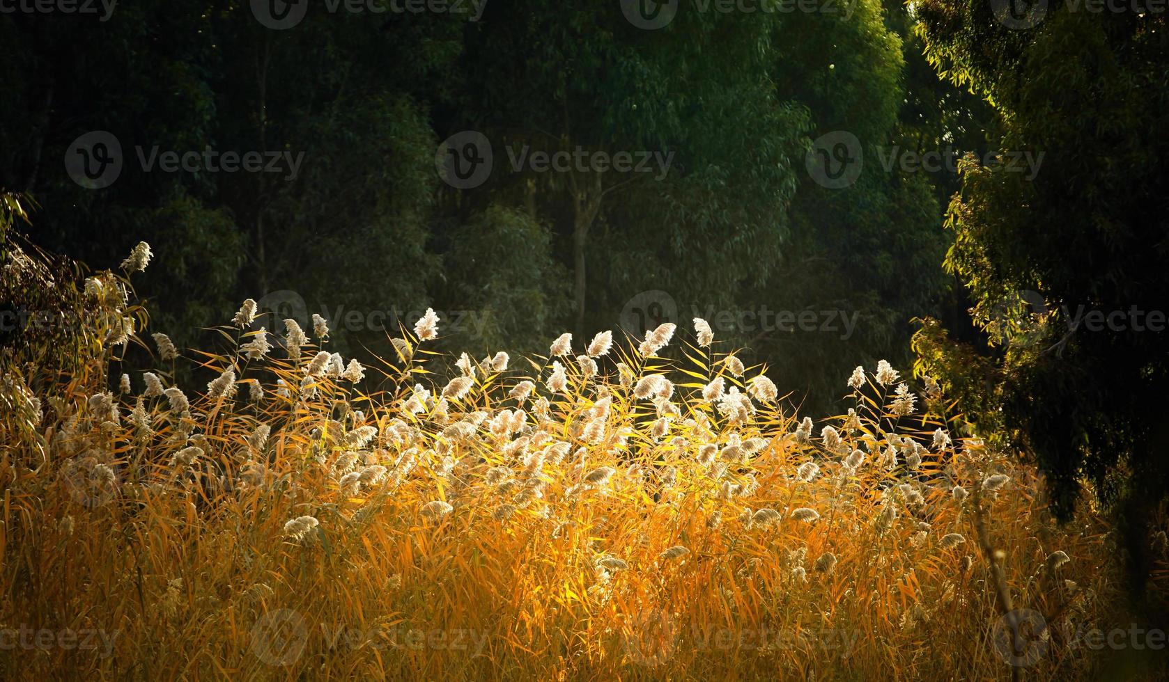 mooie plant riet flora in de natuur buiten uitzicht foto