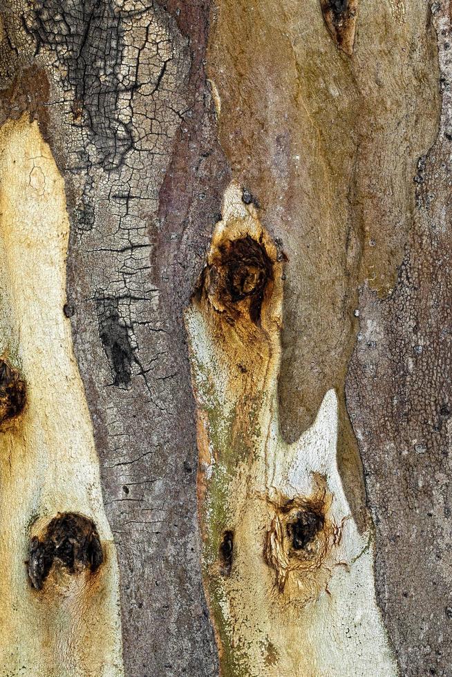 natuurlijke boom houten schors stam foto