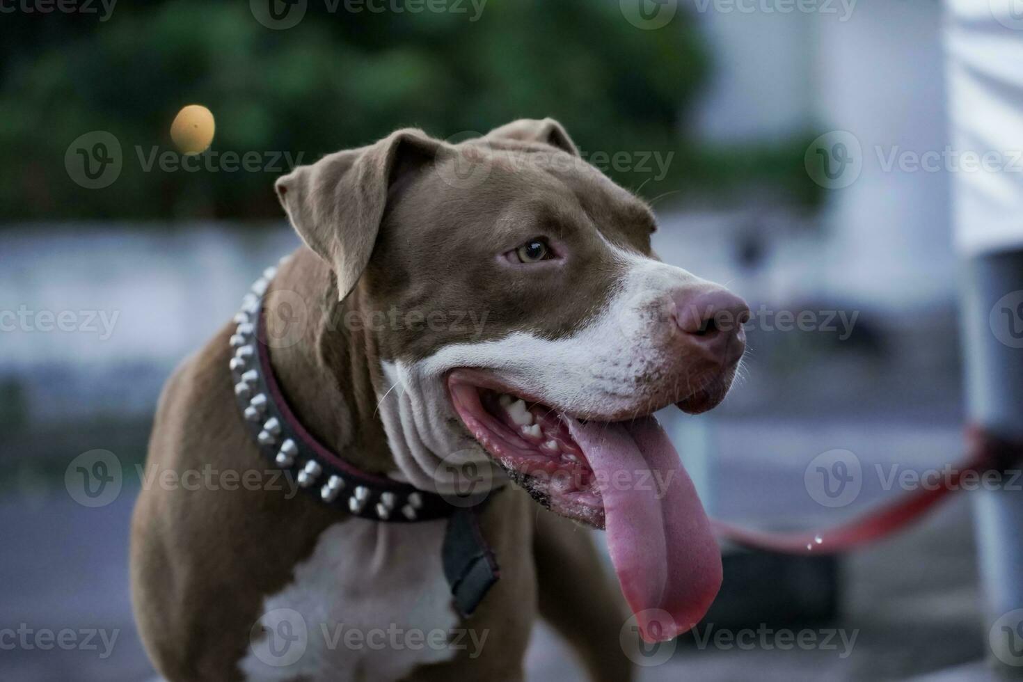 detailopname, voorkant visie van een pitbull hond wezen gespeeld met in een stedelijk Oppervlakte foto