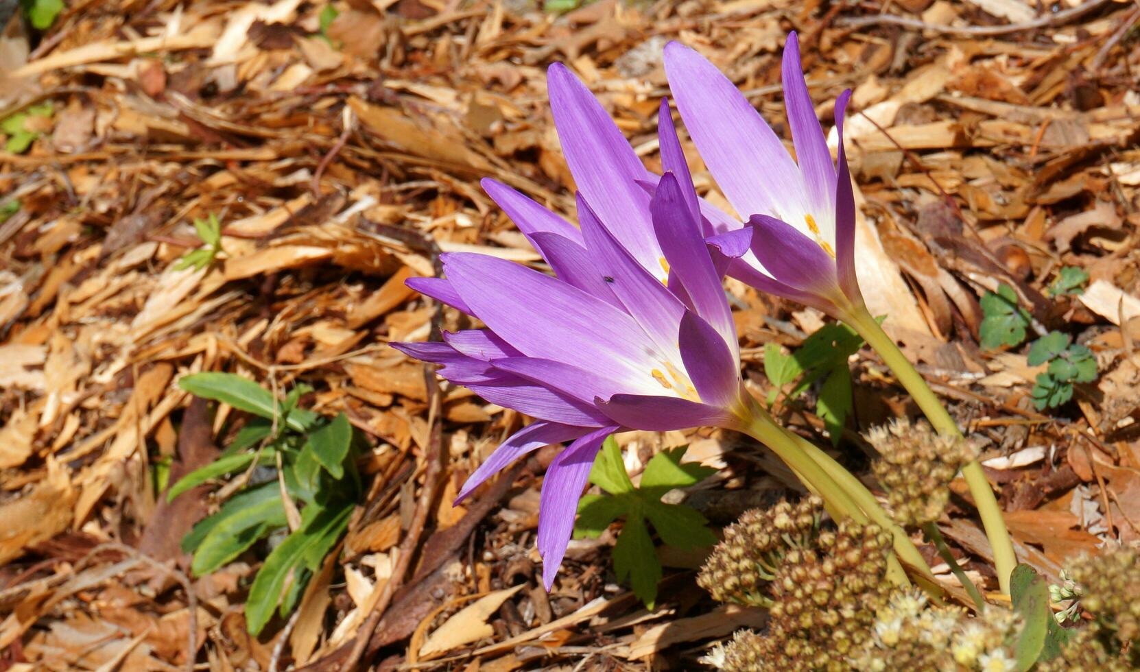 Purper naakt Dames tonen omhoog in herfst. colchicum herfstachtig, herfst krokus of weide saffraan foto