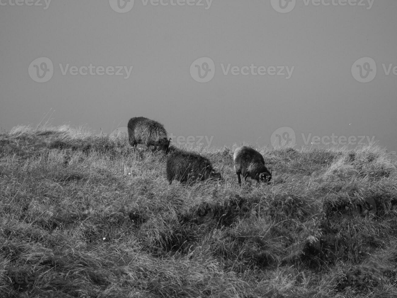 de Duitse eiland van Helgoland foto