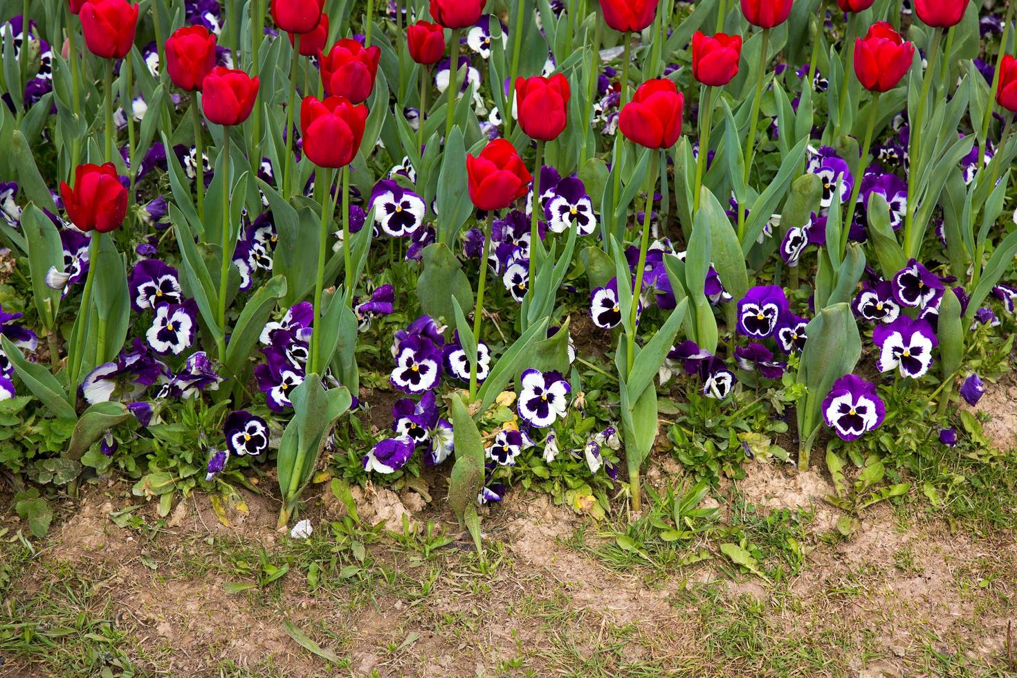 bloemen lentebloem kleurrijke tulpen foto