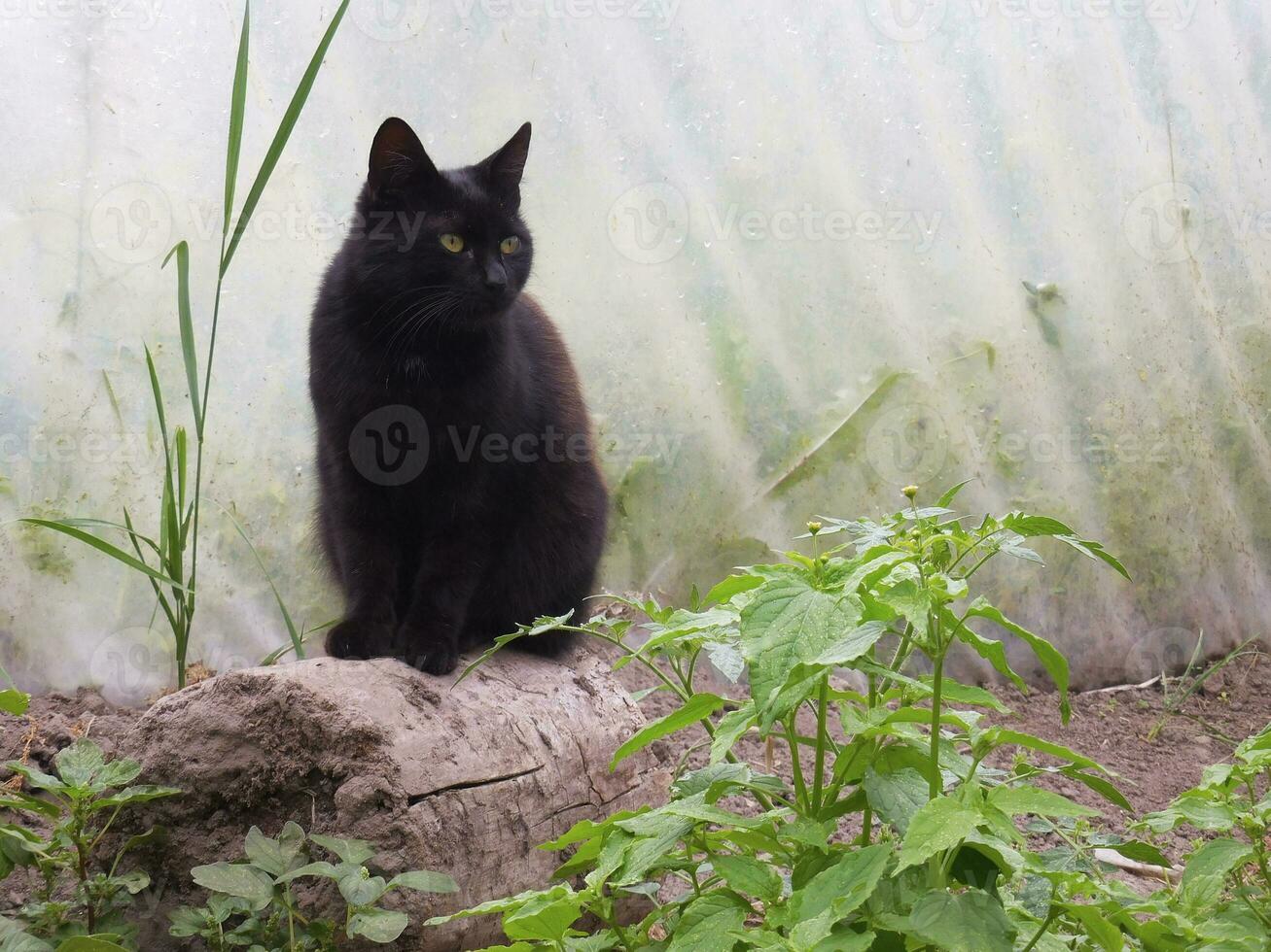 kat zittend Aan een log tussen de planten foto