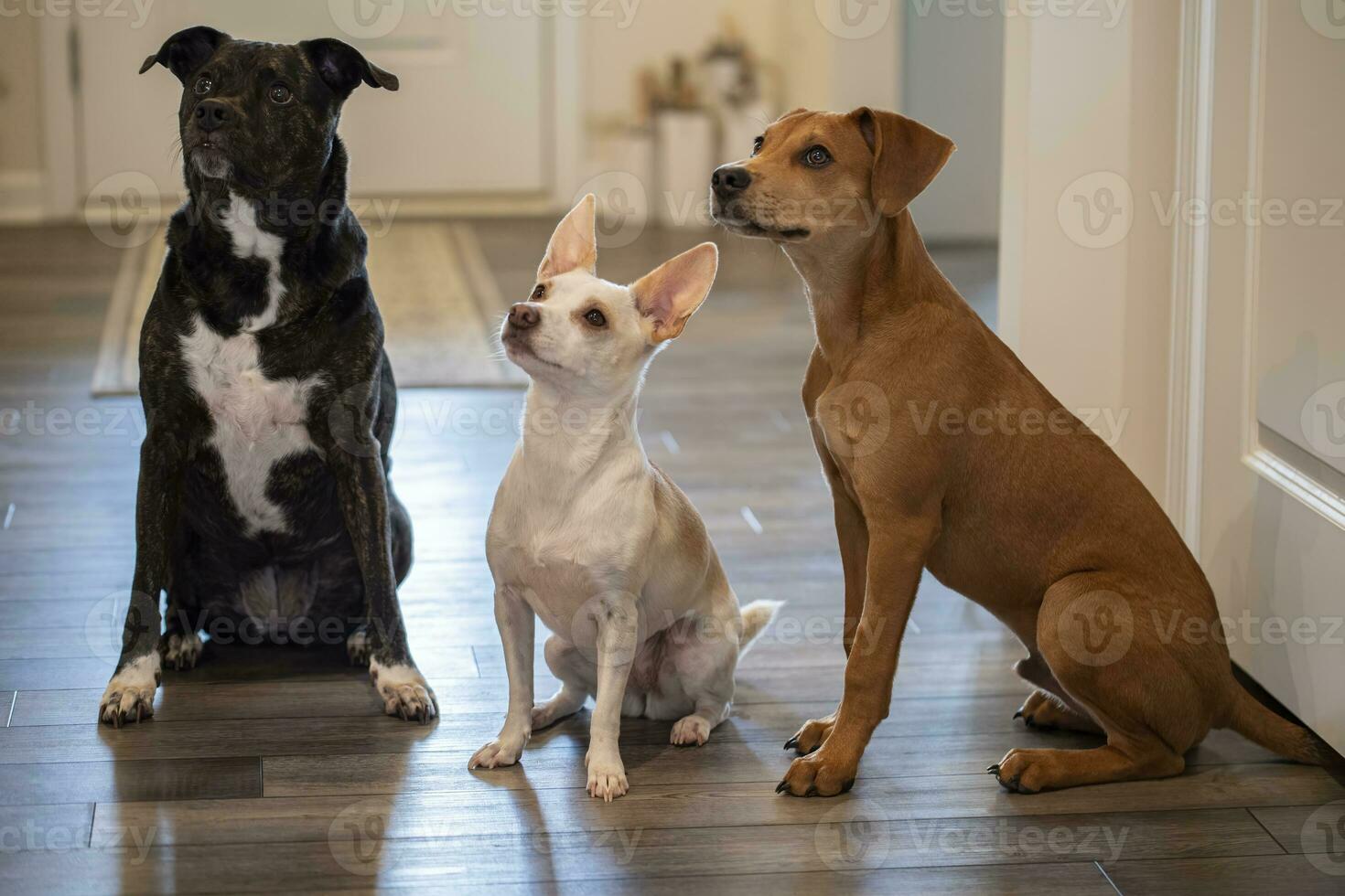 familie van drie redden honden zwart wit en bruin zitten en wacht voor een traktatie foto