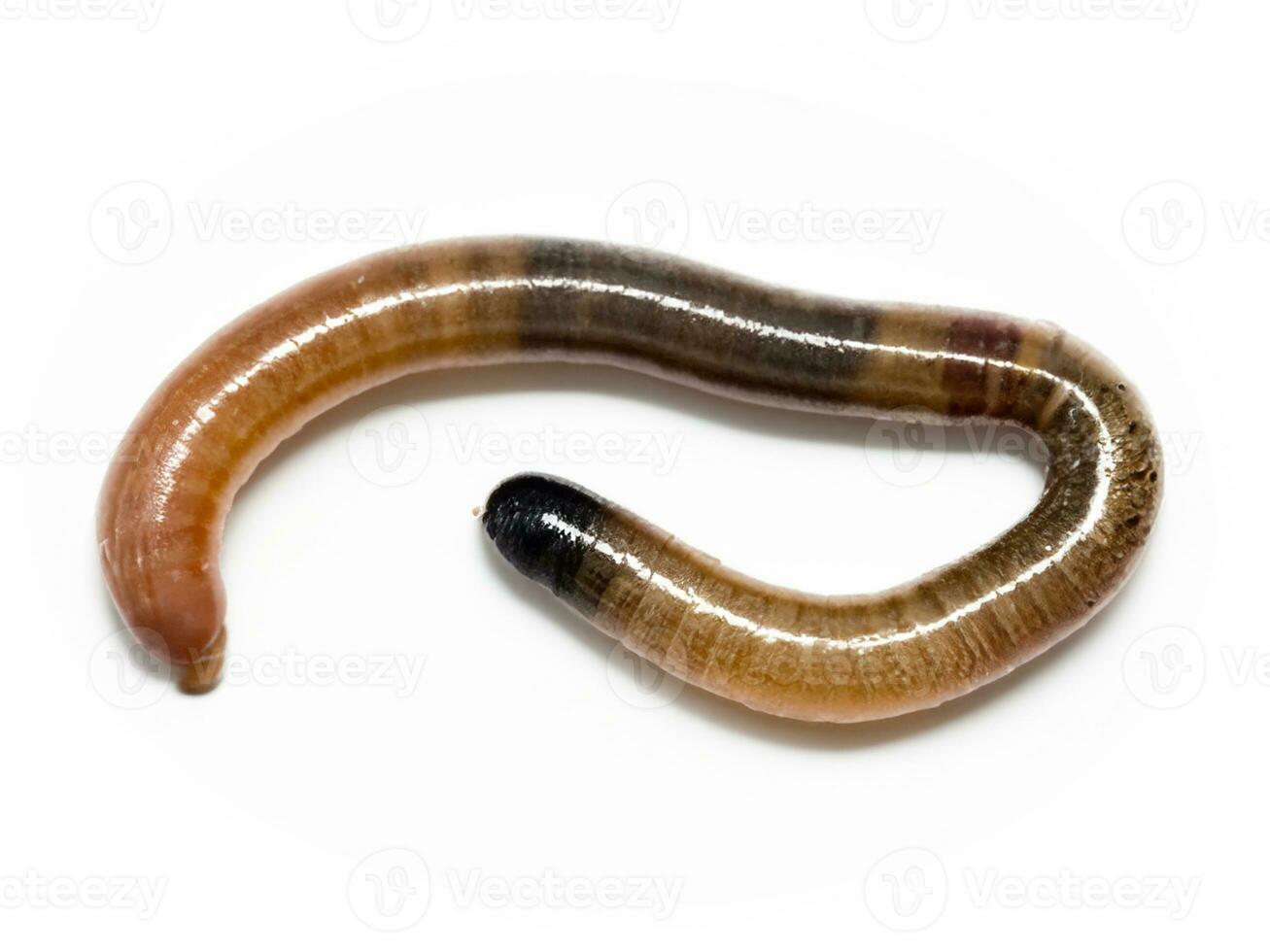 worm geïsoleerd Aan wit achtergrond foto