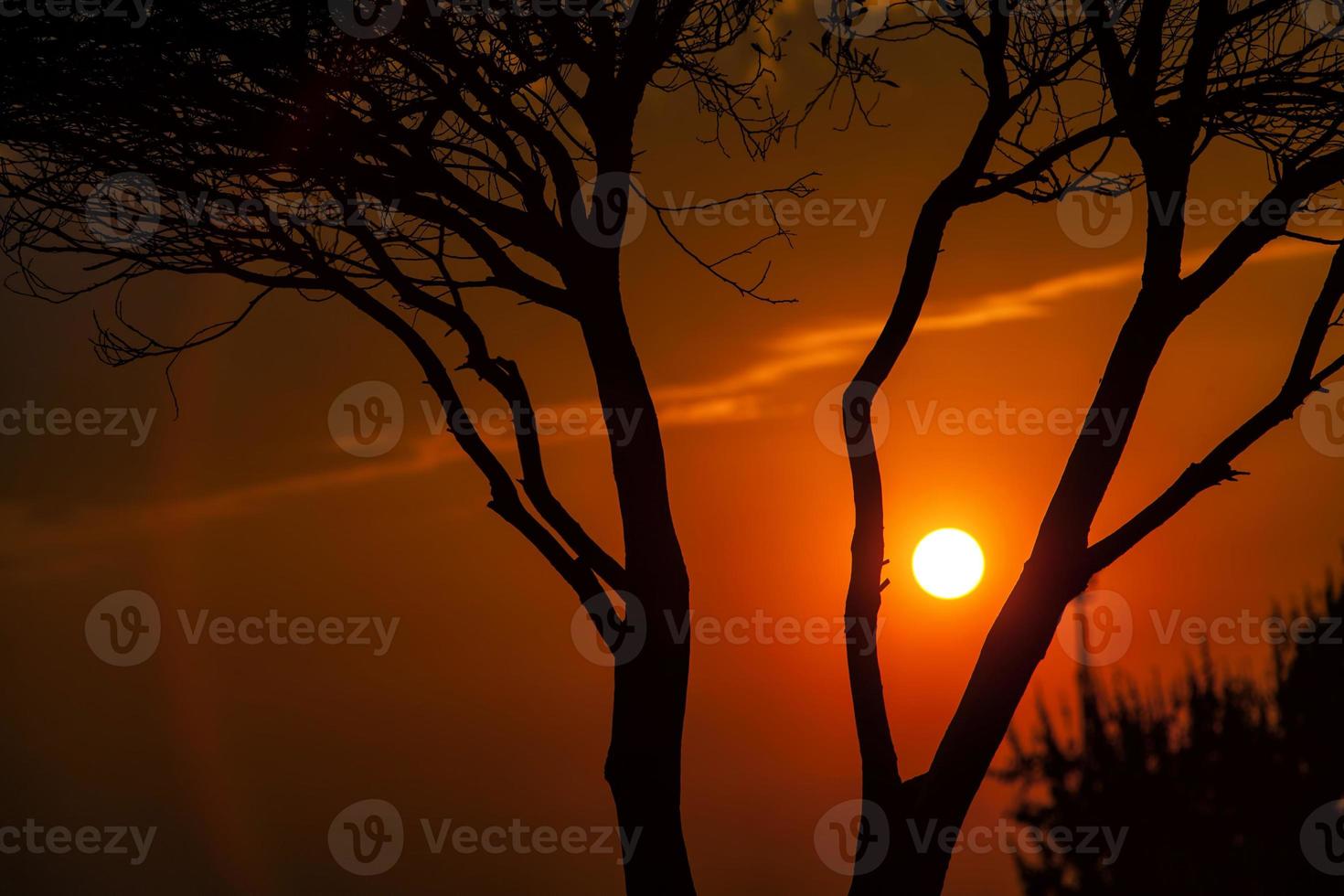 bomen in de natuur in park foto