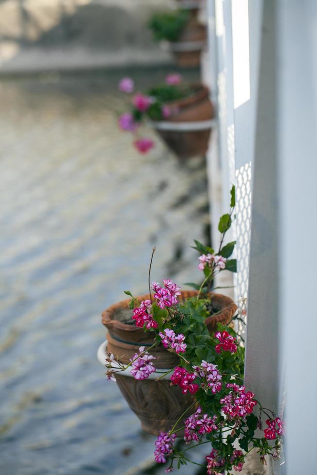 kleurrijke live romantische flora bloemen en bladeren foto