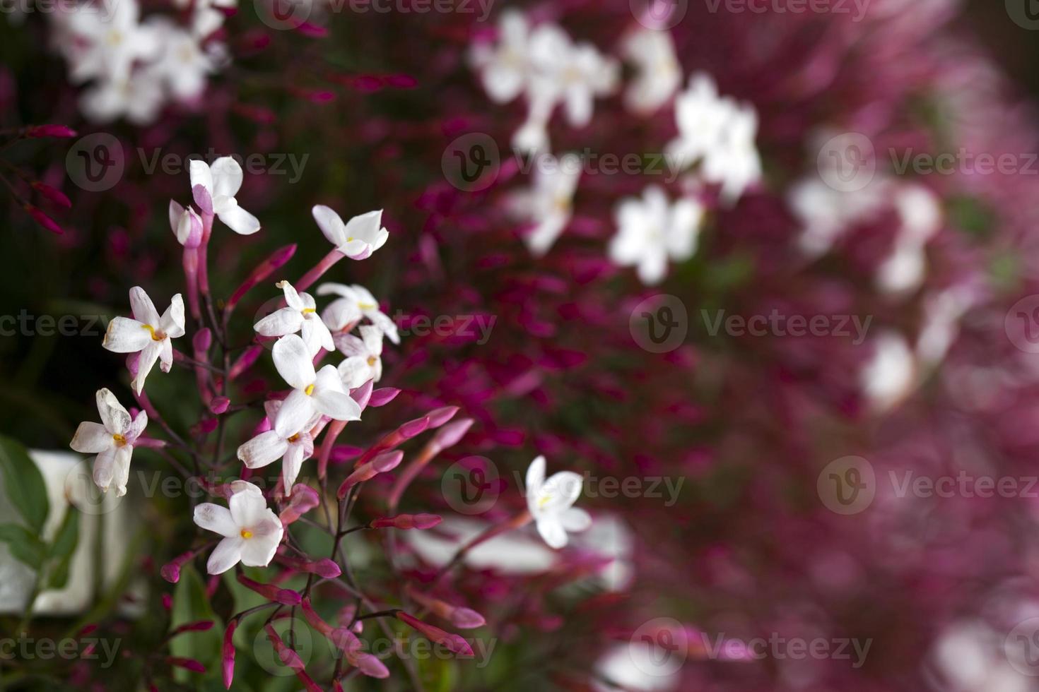 romantische natuurlijke flora paarse bloemen foto