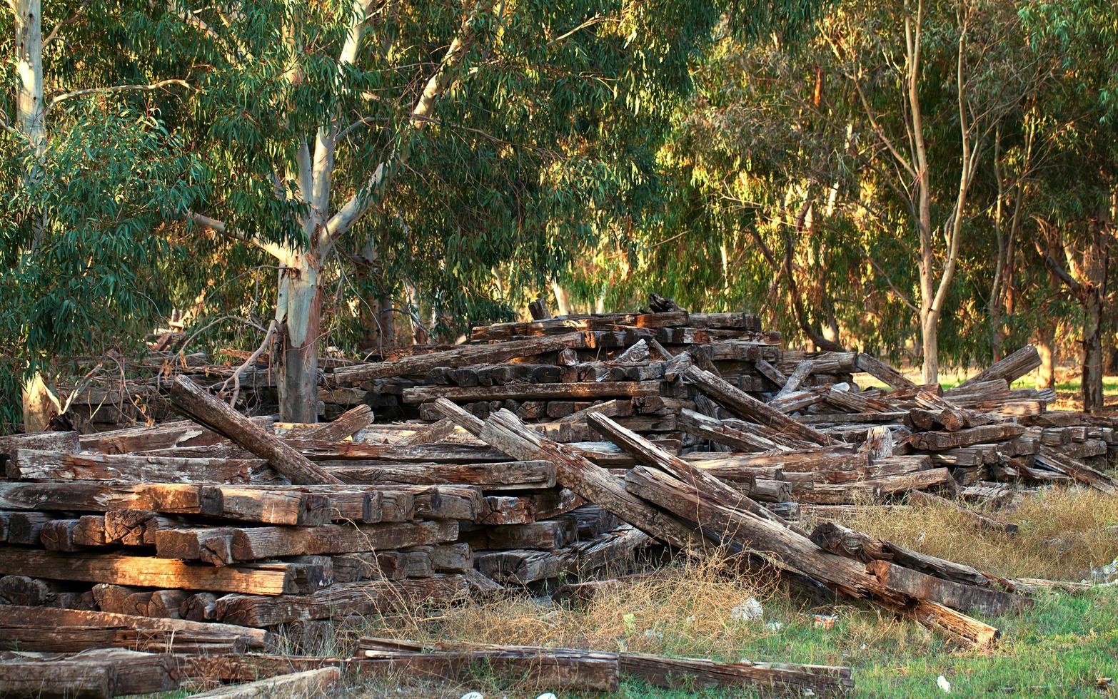 gekapt hout stam in de natuur foto