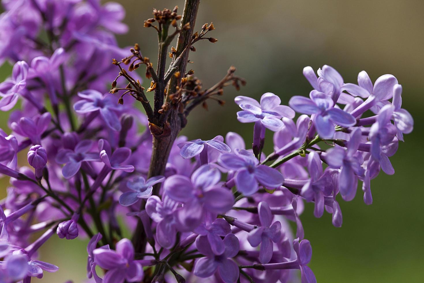 romantische natuurlijke flora paarse bloemen foto